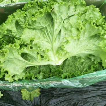 精品生菜大量上市需要联系