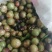 油茶鲜果