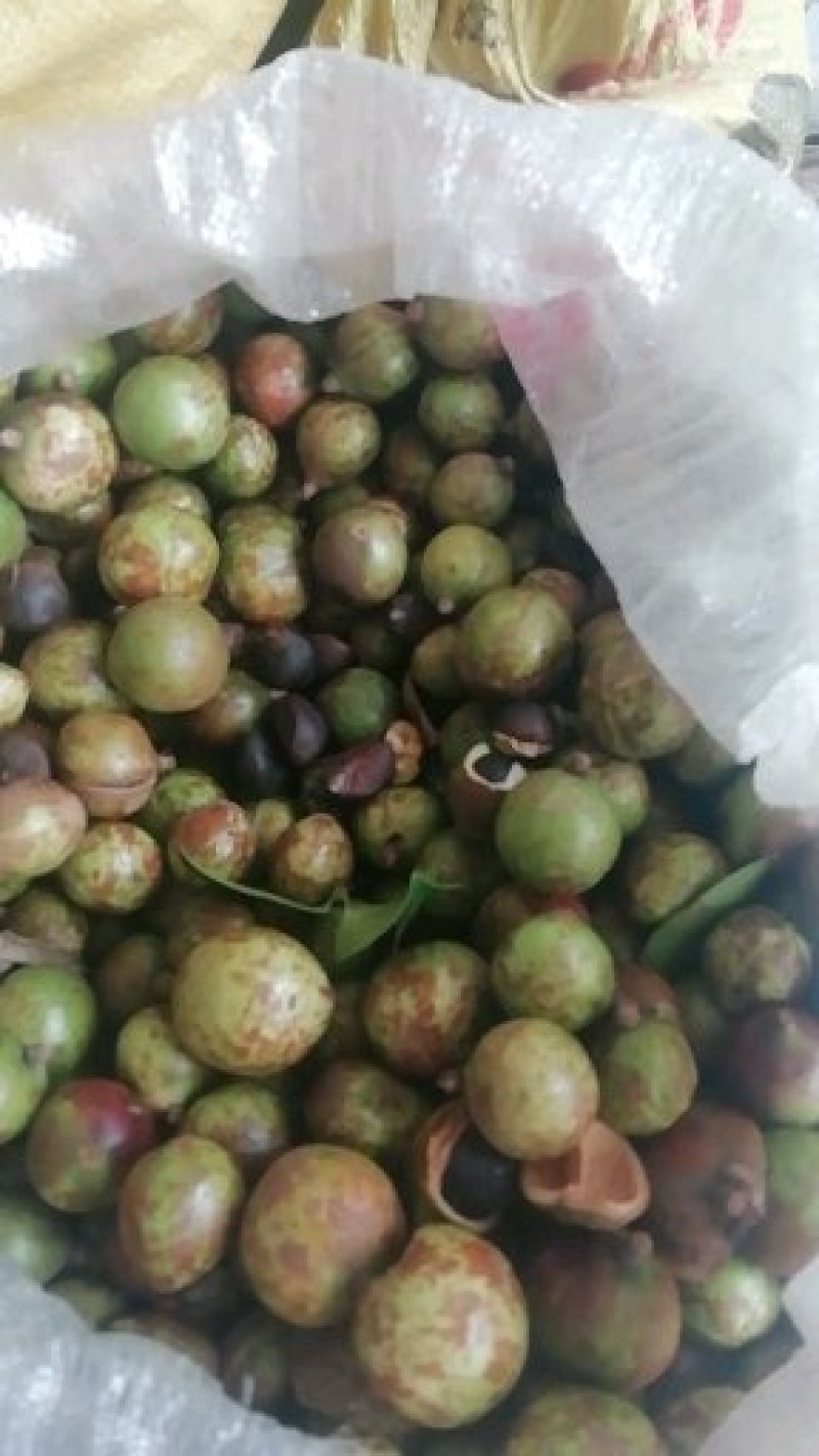 油茶鲜果