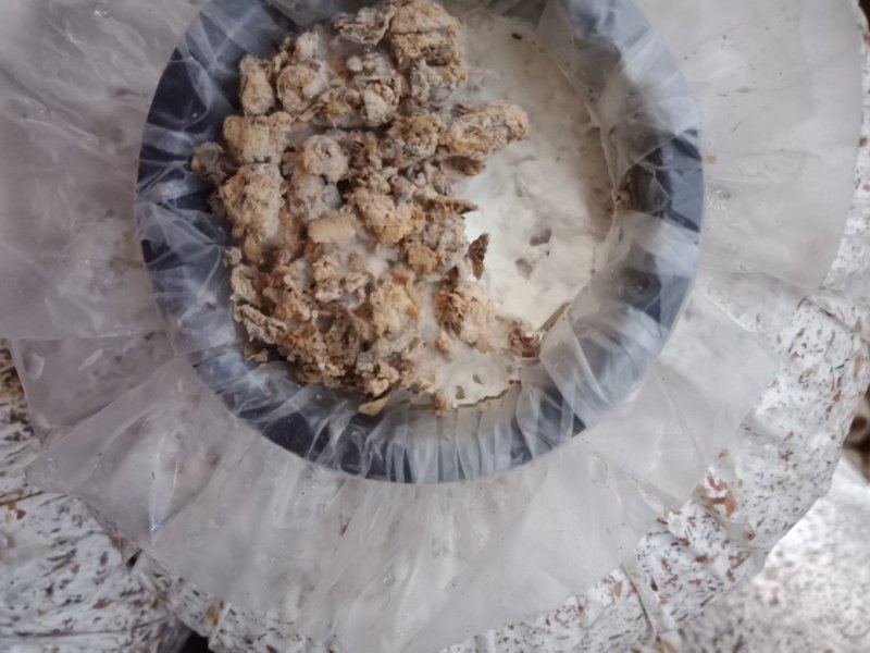 姬菇22*45菌棒
