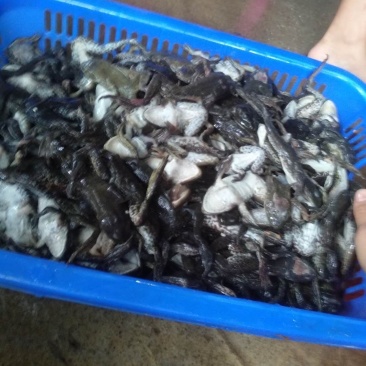 新鲜活蛙冻品蛇饲料