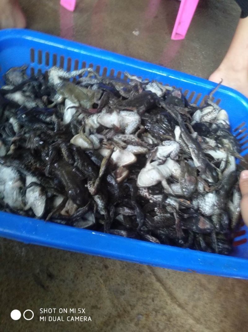 新鲜活蛙冻品蛇饲料