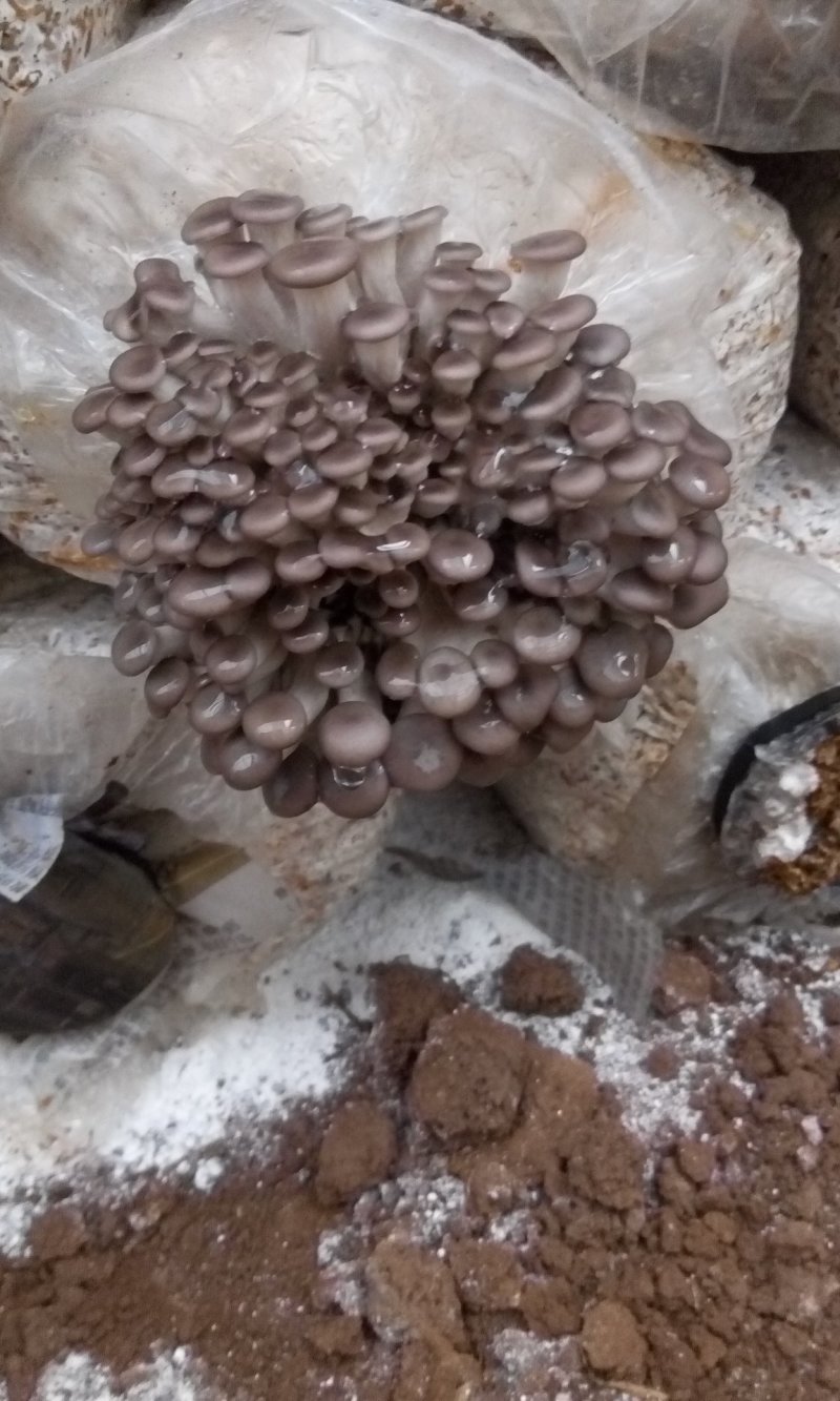 姬菇22*45菌棒