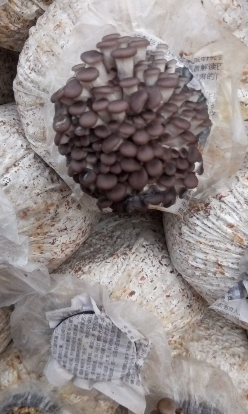 姬菇22*45菌棒