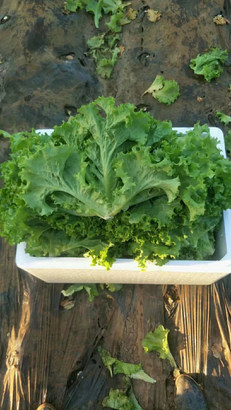 精品生菜大量上市需要联系