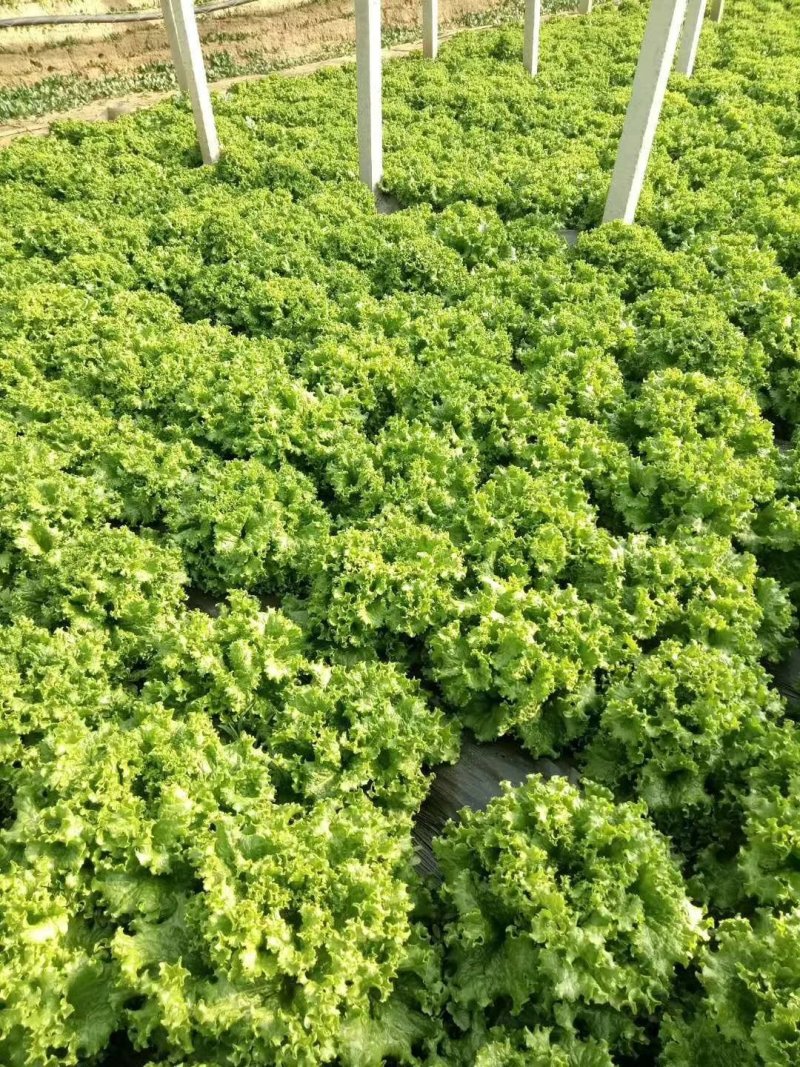 精品生菜大量上市需要联系