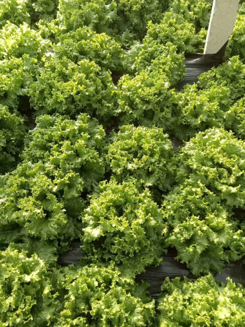 精品生菜大量上市需要联系