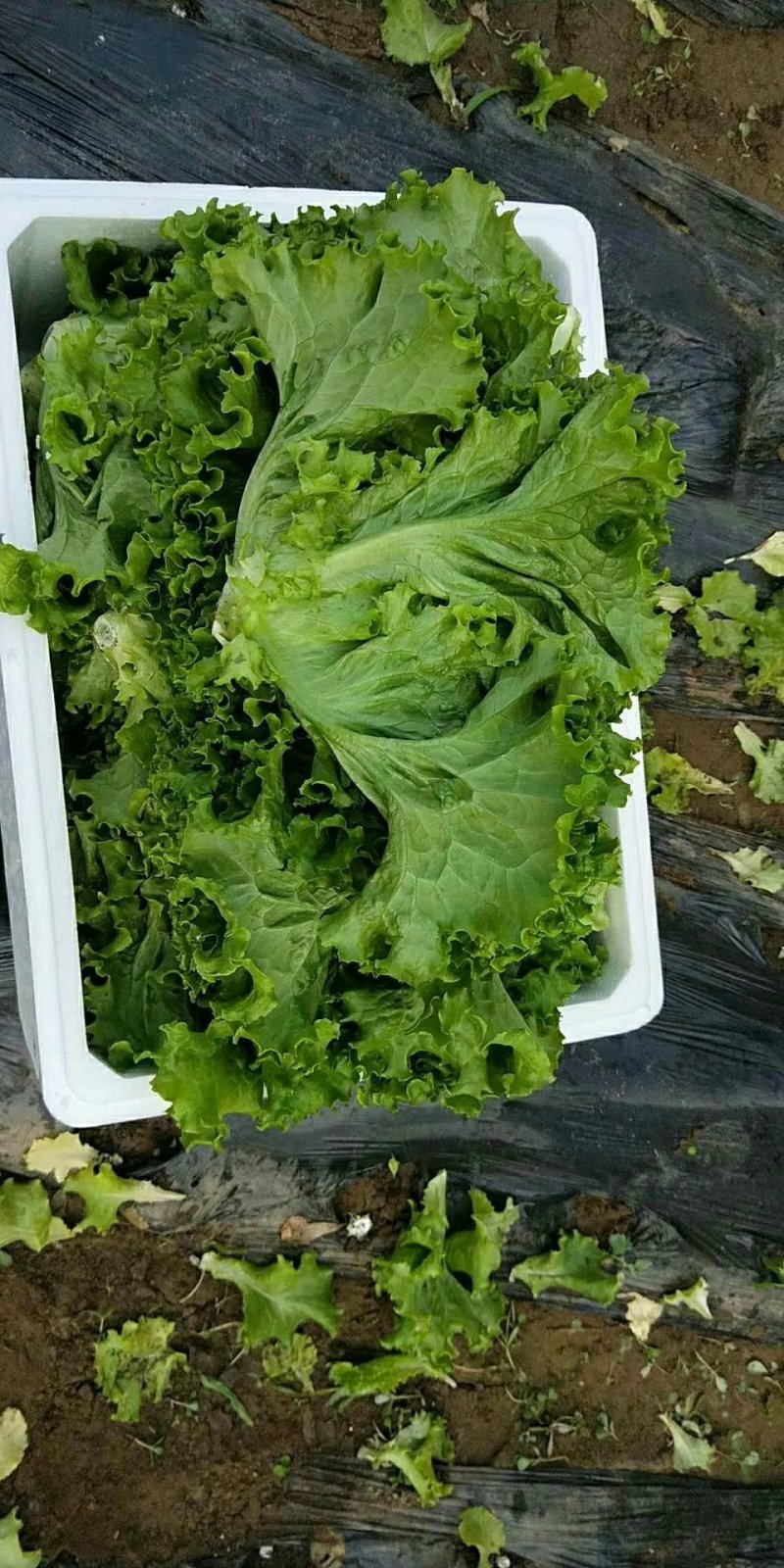 精品生菜大量上市需要联系
