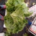 精品苦菊大量有货接受预订要货你就来质量保证