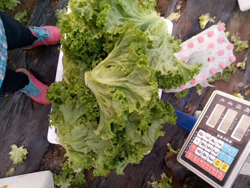精品苦菊大量有货接受预订要货你就来质量保证