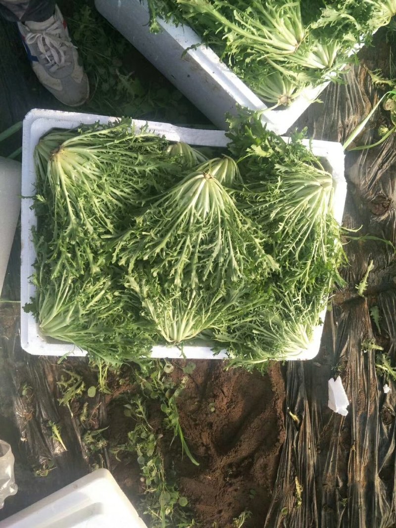 精品苦菊大量有货接受预订要货你就来质量保证