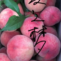 【有好货，货源充足】桃树苗