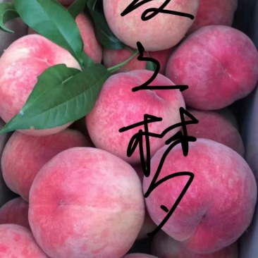 【有好货，货源充足】桃树苗