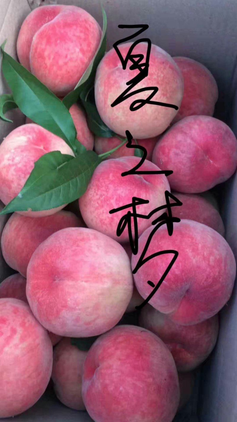 【有好货，货源充足】桃树苗