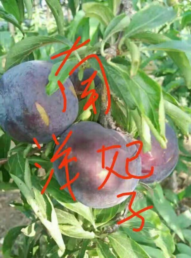 李子树苗【自己家苗圃基地】