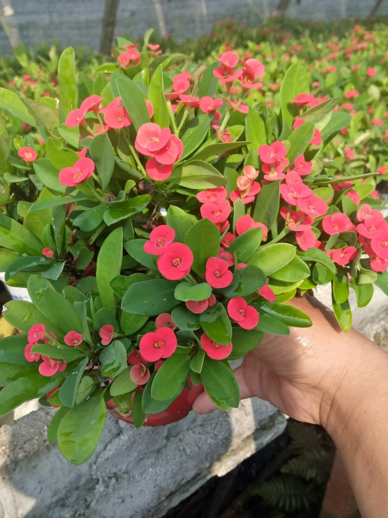 铁海棠