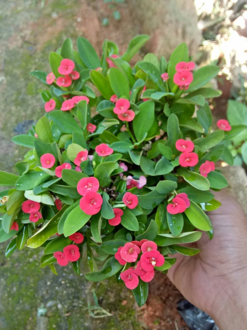 铁海棠