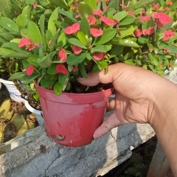 铁海棠