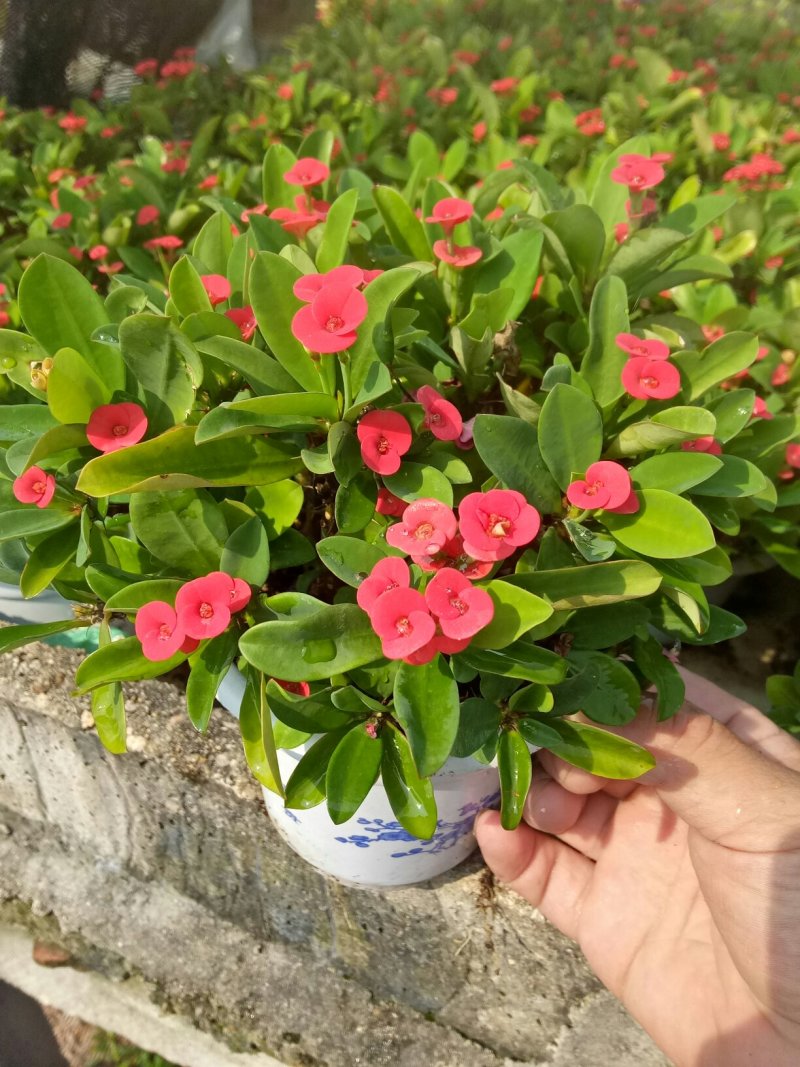铁海棠