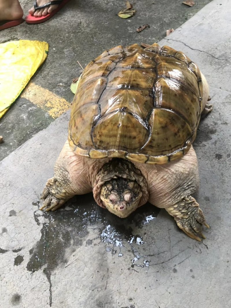 鳄鱼龟