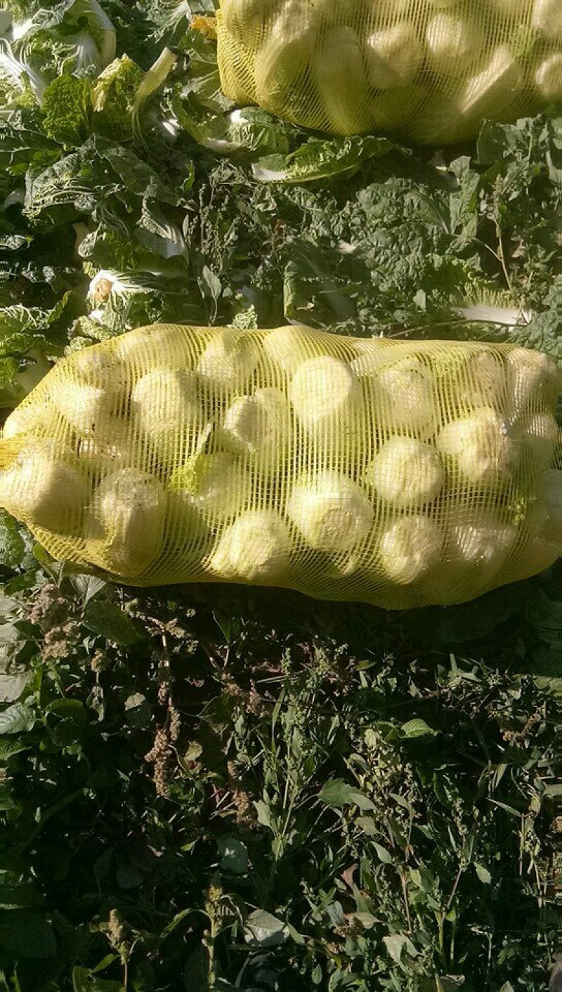 露天娃娃菜5――7两