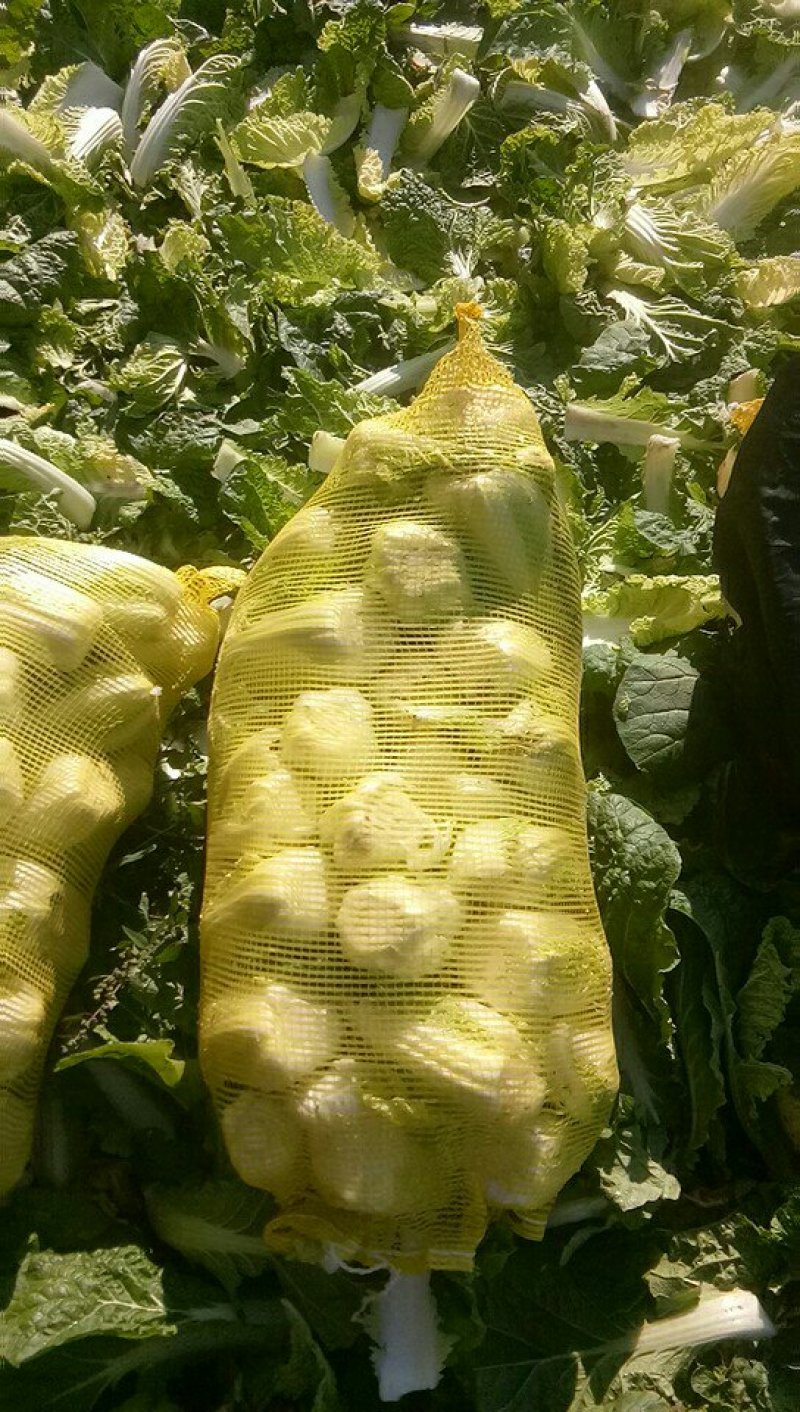露天娃娃菜5――7两