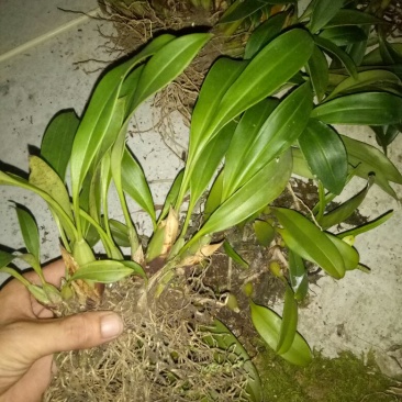 大叶石豆兰