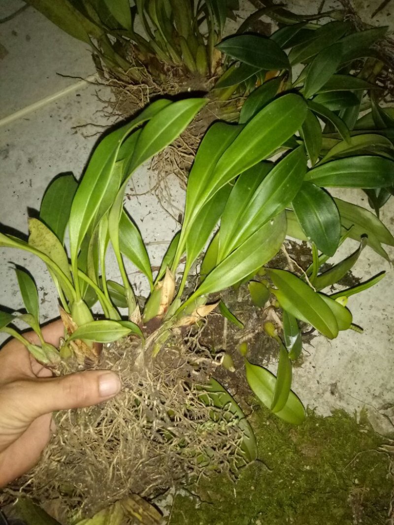 大叶石豆兰