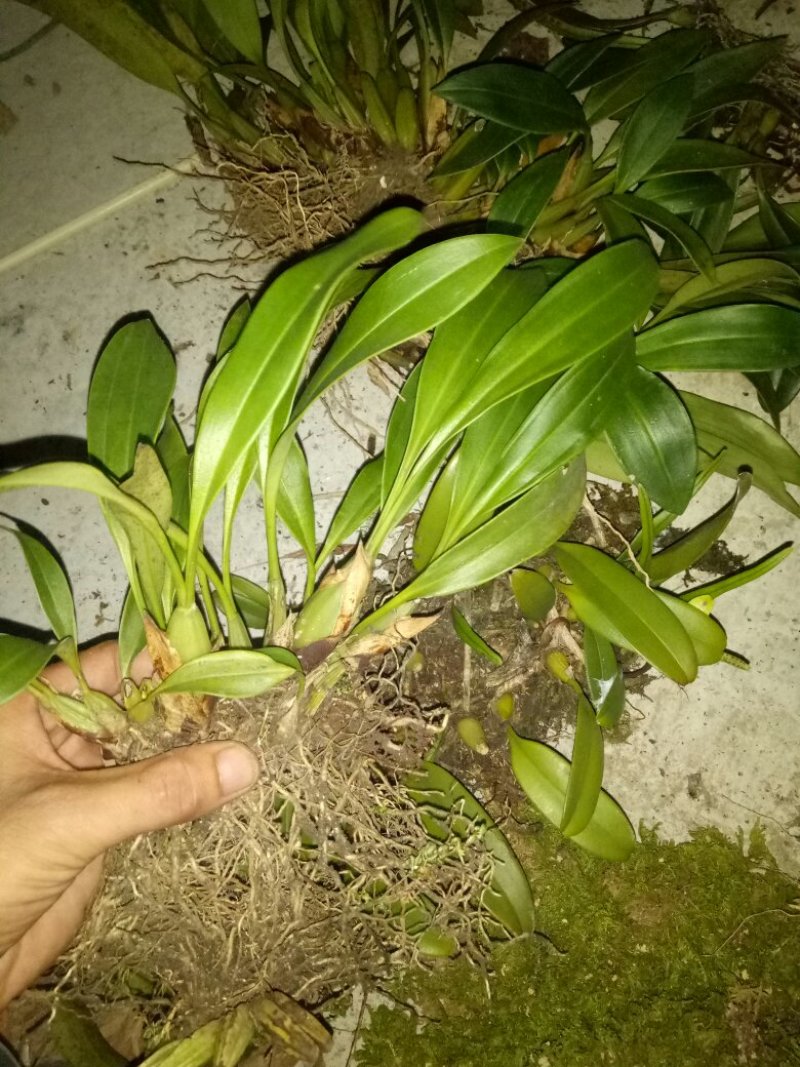 大叶石豆兰