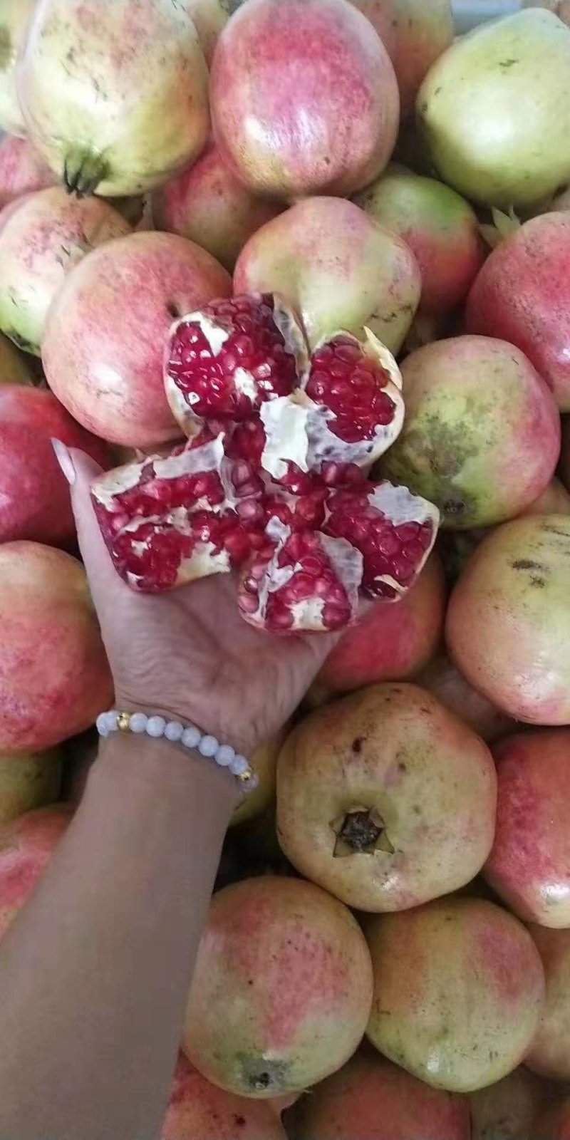 泰山红石榴苗