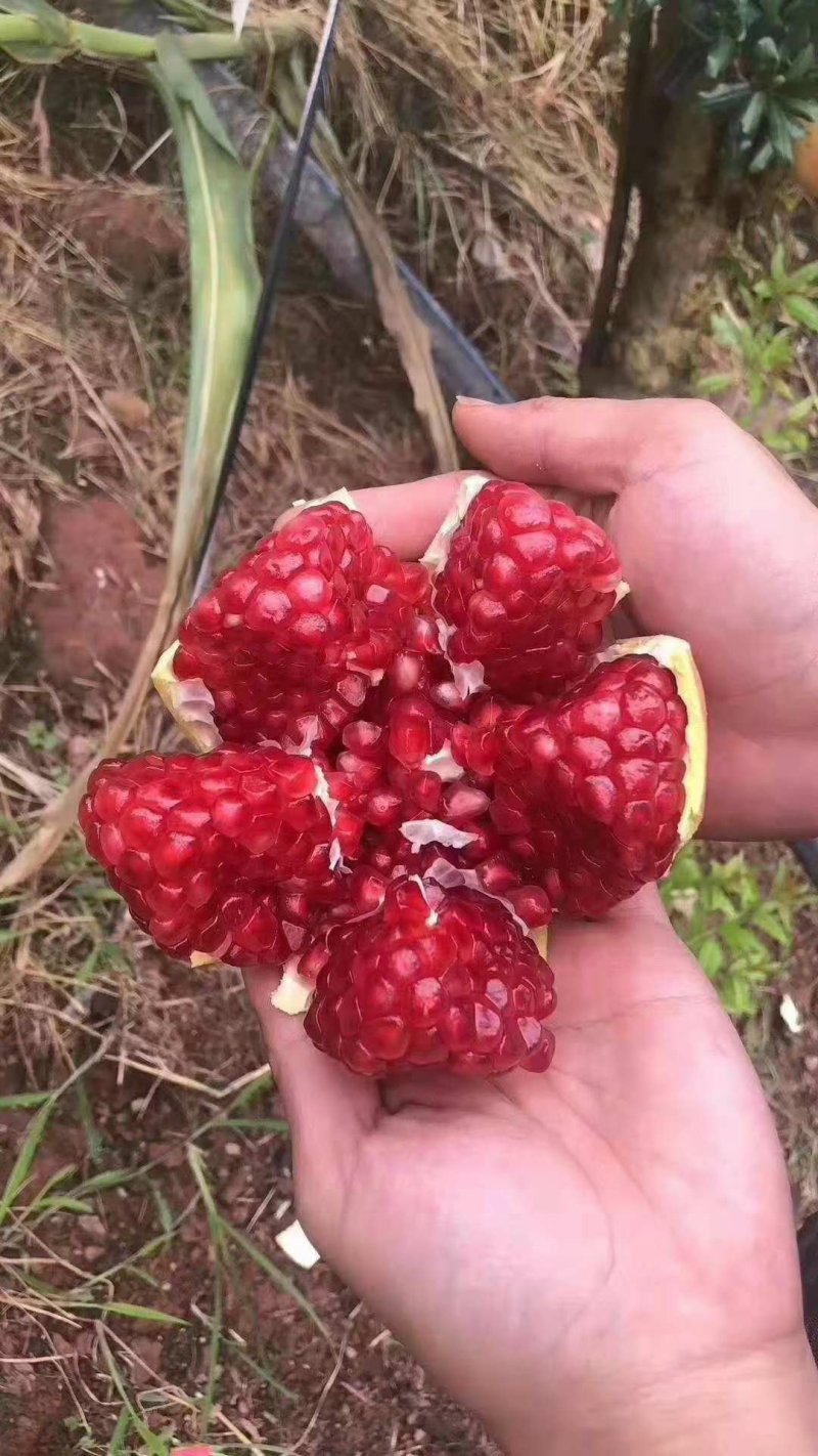 泰山红石榴苗