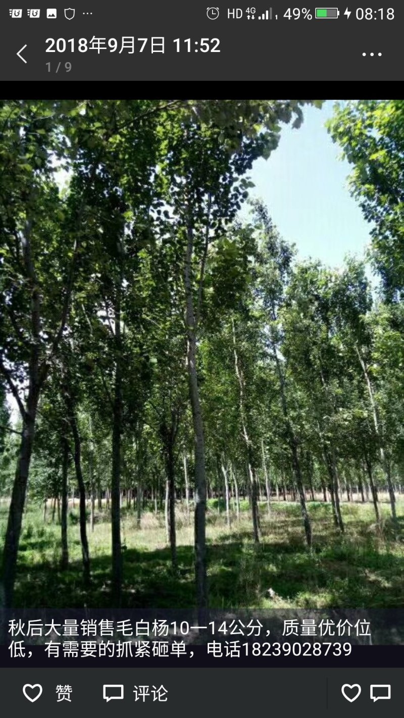 毛白杨