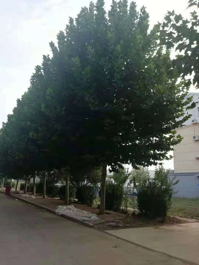 法桐