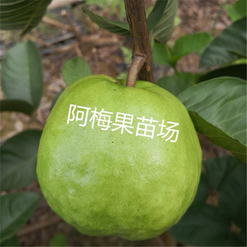 台湾红宝石少籽芭乐嫁接番石榴苗四季结果当年结果可盆栽