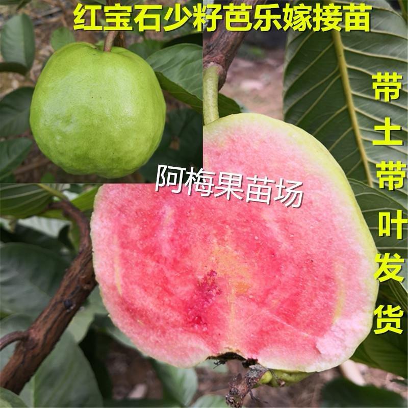 台湾红宝石少籽芭乐嫁接番石榴苗四季结果当年结果可盆栽