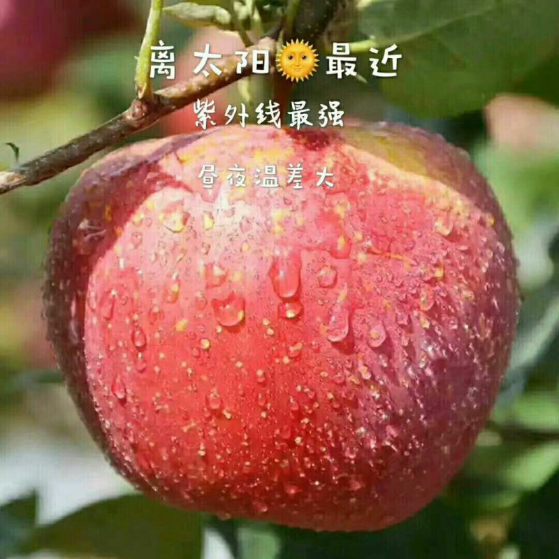 【精品】云南昭通苹果，产地批发，一手货源，大量上市