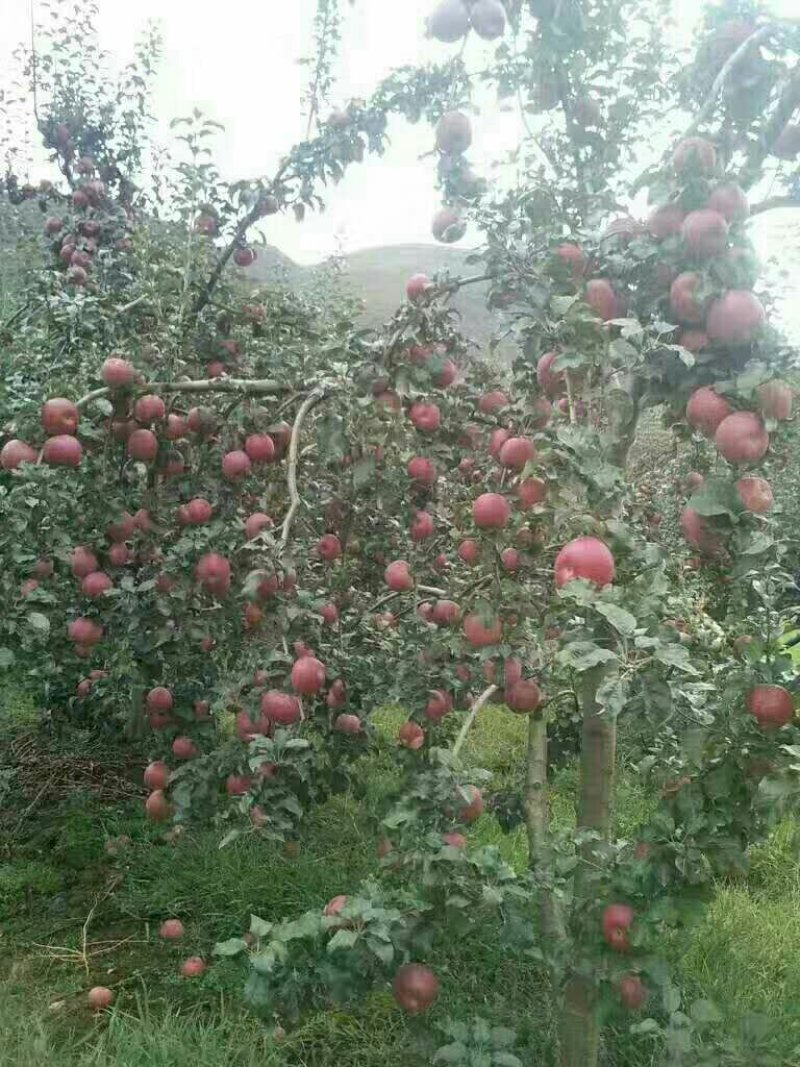 【精品】云南昭通苹果，产地批发，一手货源，大量上市