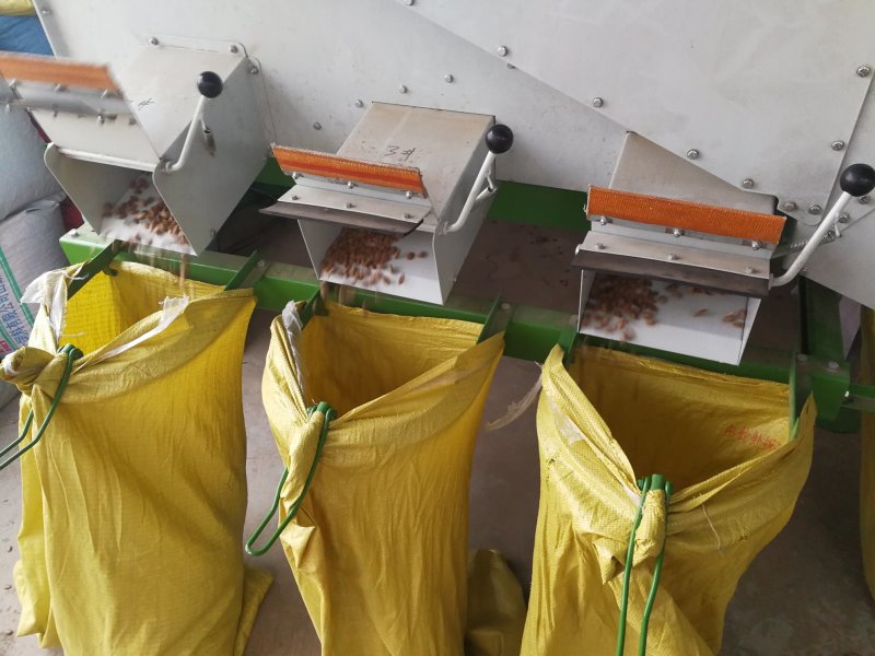 正宗皖篓9号瓜蒌苗