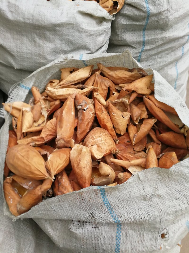 正宗皖篓9号瓜蒌苗