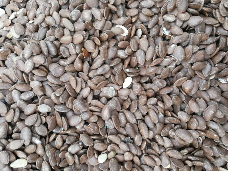 正宗皖篓9号瓜蒌苗
