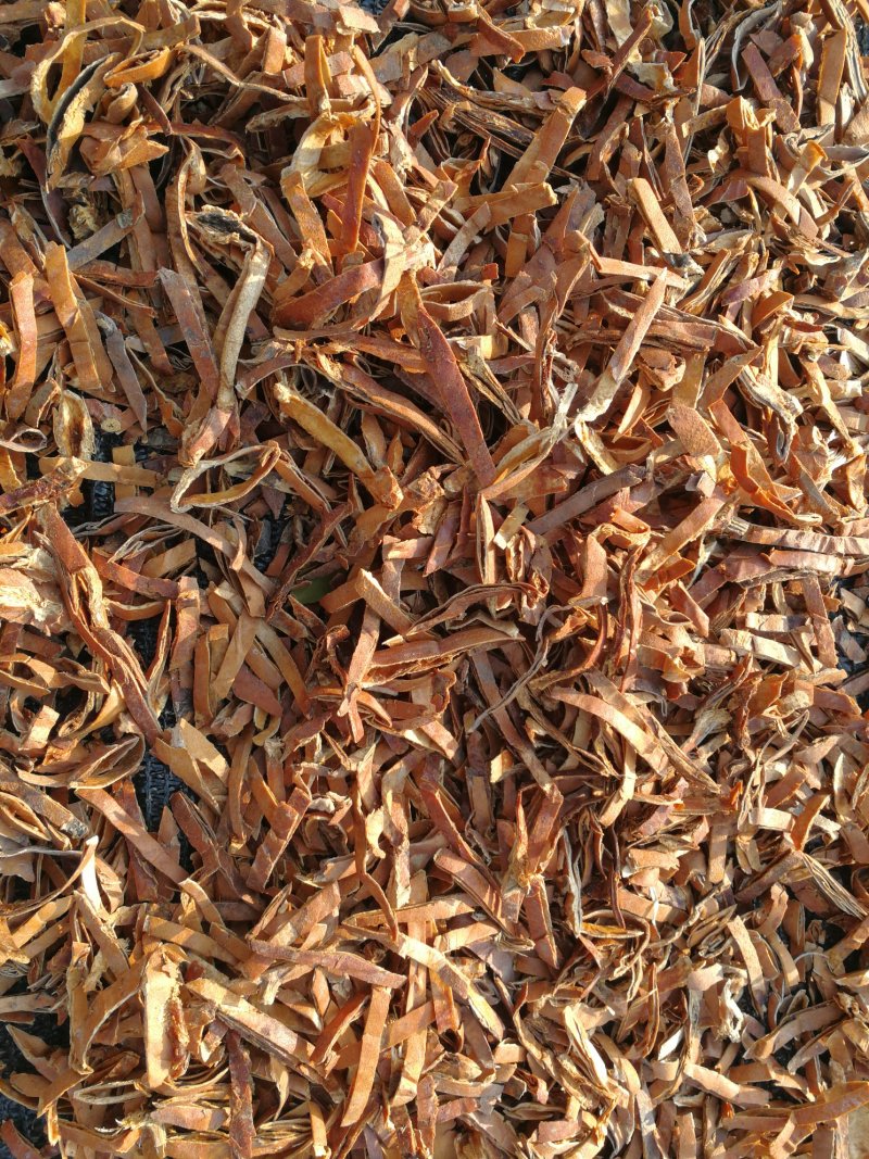 正宗皖篓9号瓜蒌苗