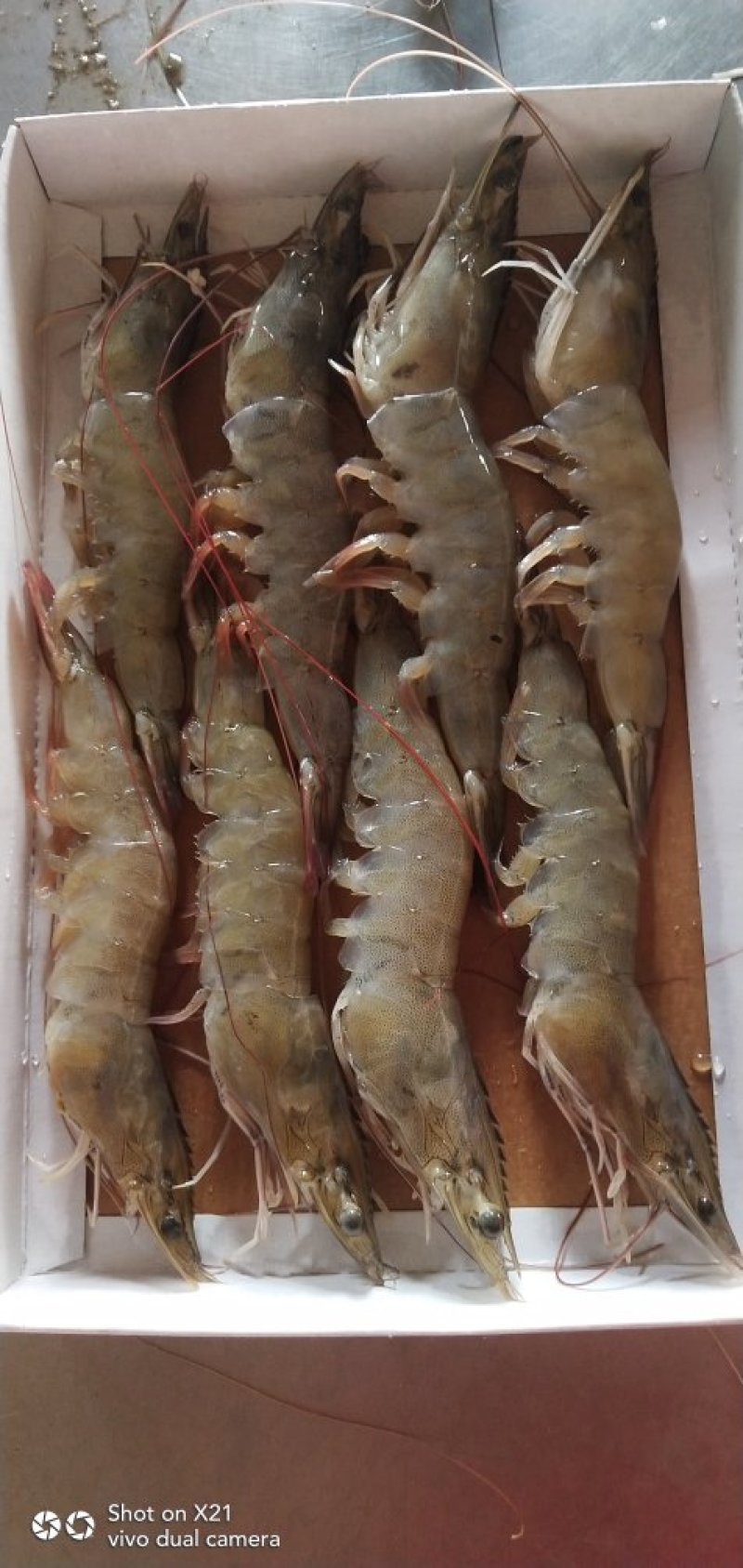 青岛大虾