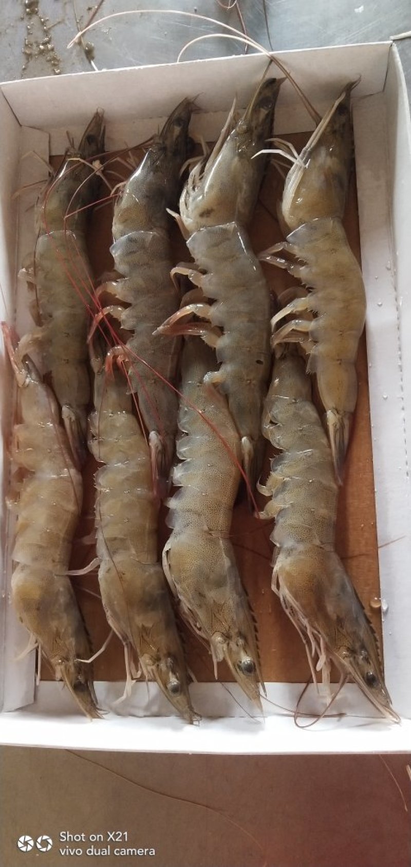 青岛大虾