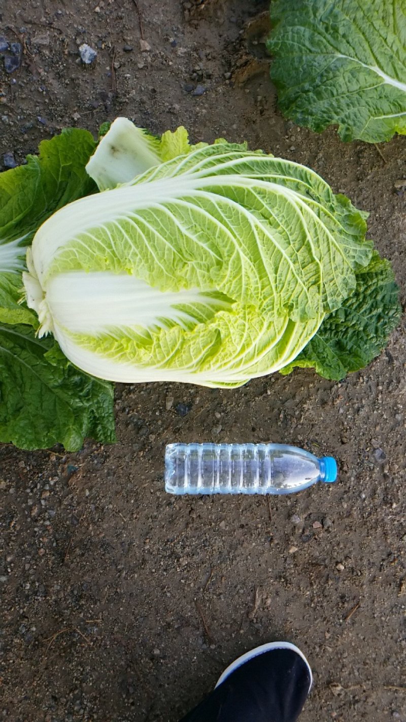 黄心白菜，【矮中高桩】预冷，单排网包