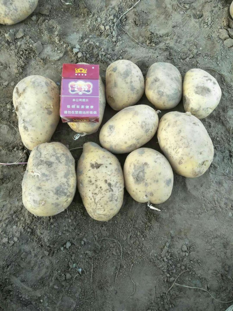 土豆，荷兰十五。晋薯16