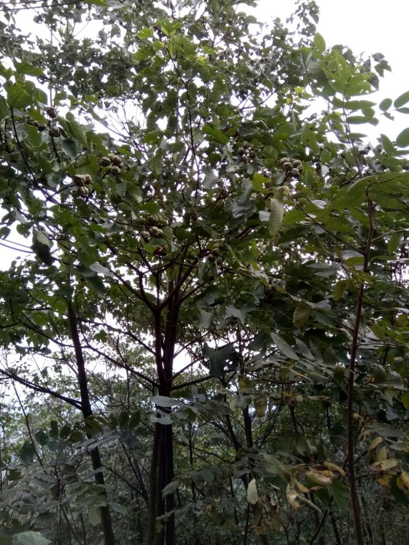 山桐籽山桐果油桐子