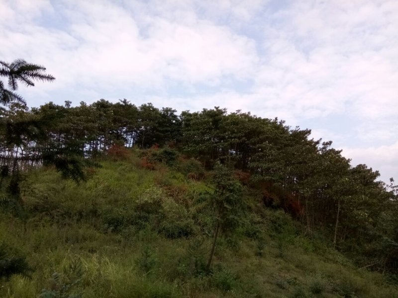 山桐籽山桐果油桐子