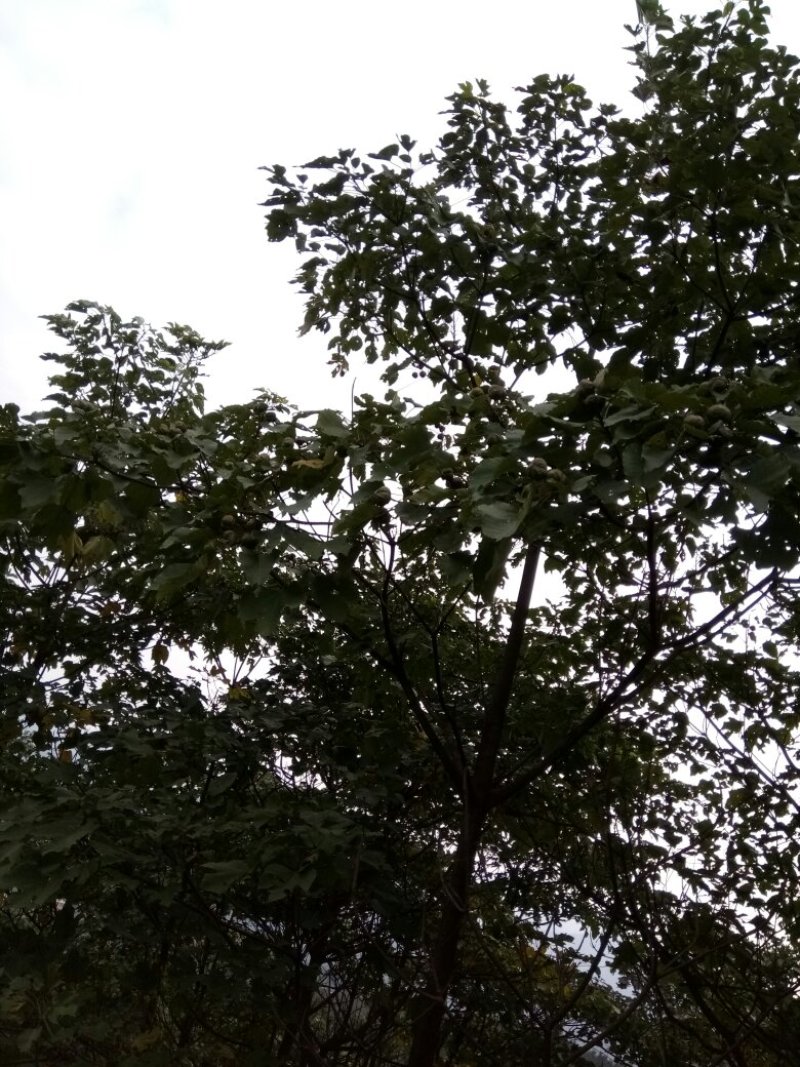 山桐籽山桐果油桐子