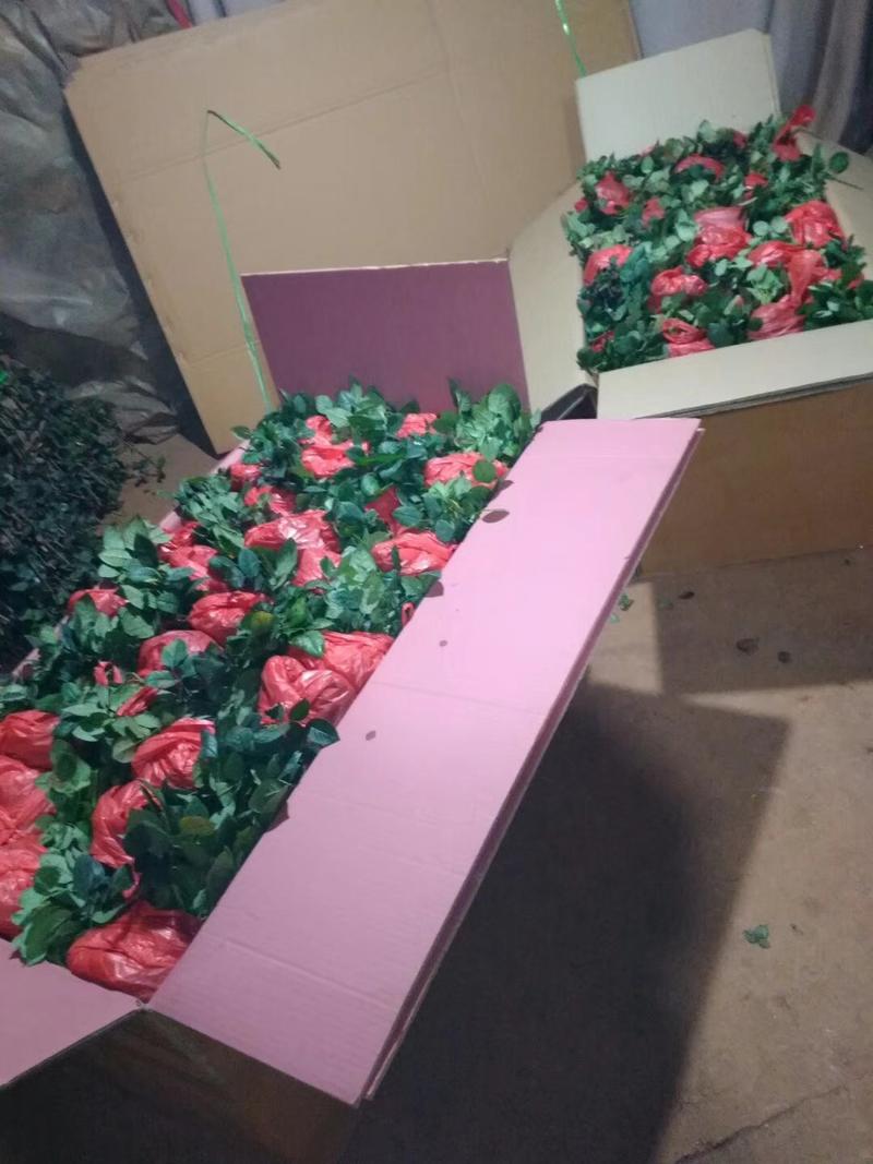 红玫瑰苗卡罗拉大花月季苗，适用于盆栽种植，绿化工程