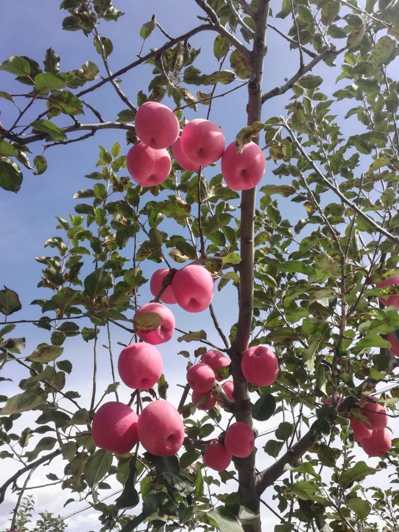 【热销】通货下捡，高次，红富士苹果，个头大色泽好口感脆甜